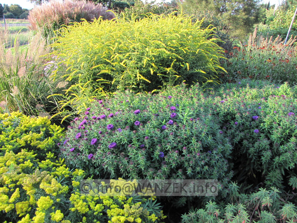 Solidago rugosa Fireworks 04.JPG